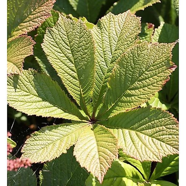 Rodgersie Die Schöne - Rodgersia günstig online kaufen