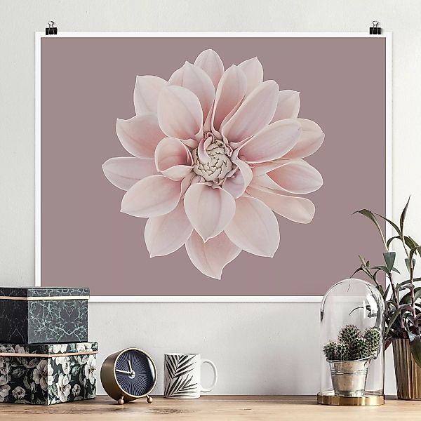 Poster Dahlie Blume Lavendel Weiß Rosa günstig online kaufen