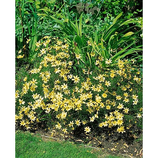 Coreopsis Verticillata Moonbeam Mädchenauge Ca. 9x9 cm Topf günstig online kaufen