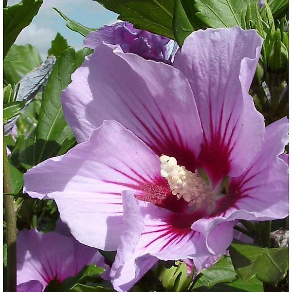 Hochstamm Garteneibisch Pink Flirt 80-100cm - Hibiscus günstig online kaufen