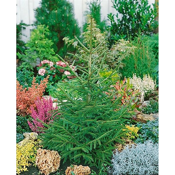 Picea Orientalis Aurea Compacta Orientalische Fichte Goldgelb 80–100 cm günstig online kaufen