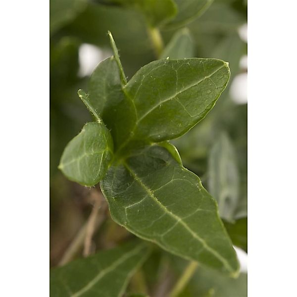 Hedera Helix Efeu Immergrün 100–150 cm günstig online kaufen