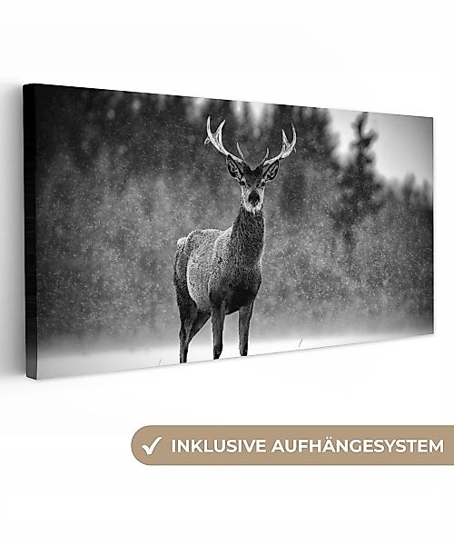 OneMillionCanvasses® Leinwandbild Panorama Tiere - Hirsche günstig online kaufen