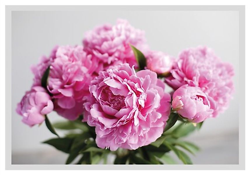 queence Bild »Linn«, Blumen, gerahmt, Rosen günstig online kaufen