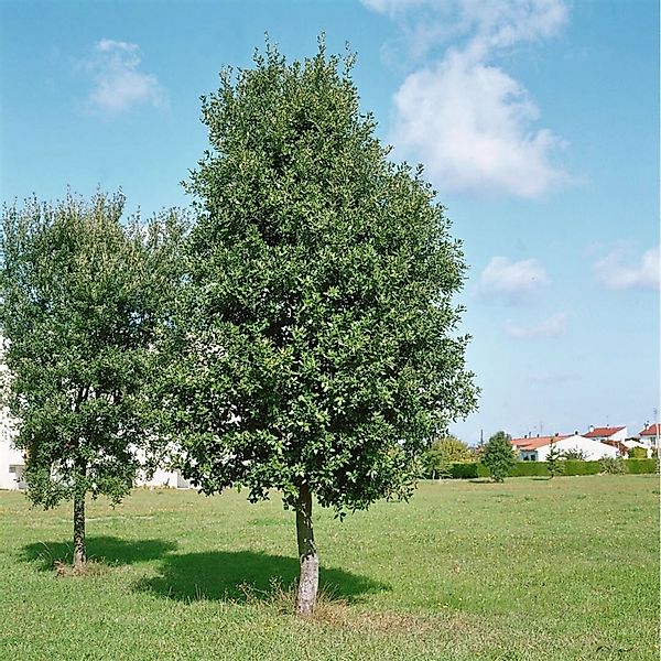 Quercus Ilex Steineiche Immergrün 80–100 cm günstig online kaufen