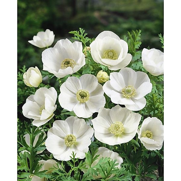 Anemone Leveillei Ca. 9x9 cm Topf günstig online kaufen
