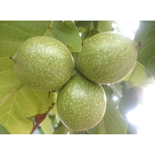 Walnuss 80 - 100 cm Juglans regia günstig online kaufen