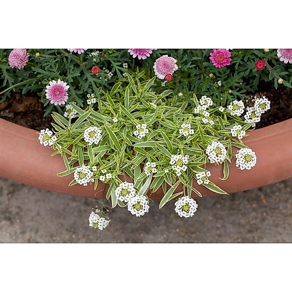 Iberis Sempervirens Fischbeck Schleifenblume Weiß Ca. 9x9 cm Topf günstig online kaufen