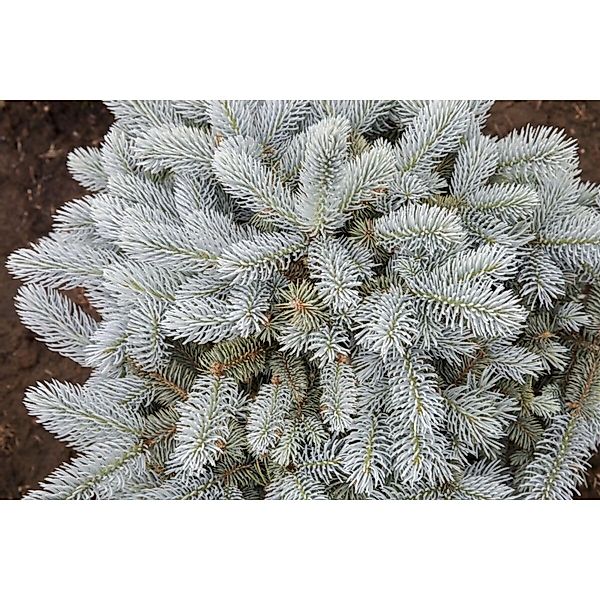 Picea Pungens Glauca Globosa Blautanne Kompakt 70–80 cm günstig online kaufen