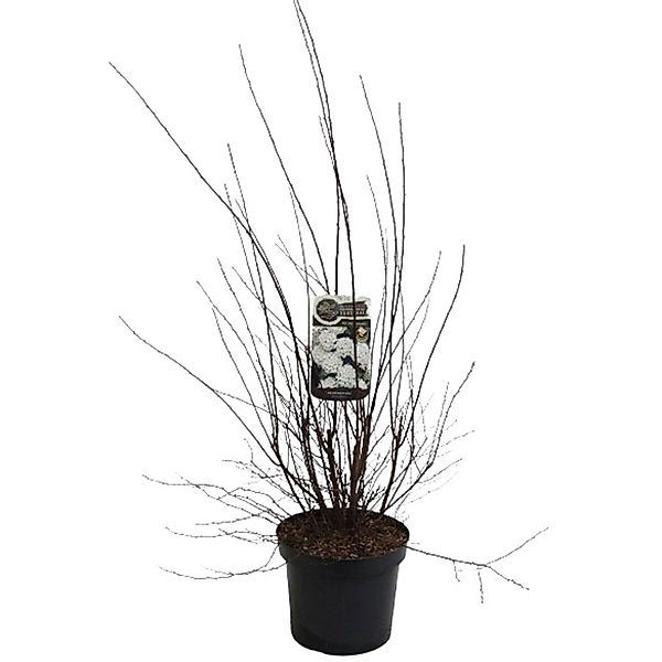 GROW by OBI Prachtspiere Weiß Höhe ca. 80 - 100 cm Topf ca. 3,5 l Spiraea günstig online kaufen