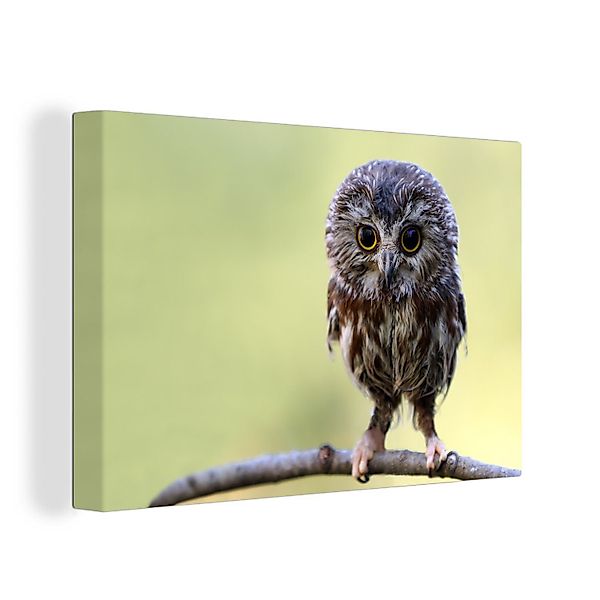 OneMillionCanvasses® Leinwandbild Eule - Vogel - günstig online kaufen