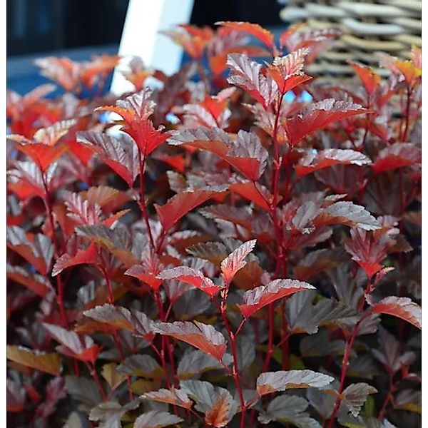Blasenspiere Little Angel 80-100cm - Physocarpus opulifolius günstig online kaufen