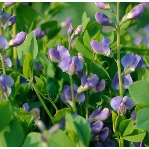 Australische Färberhülse - Baptisia australis günstig online kaufen