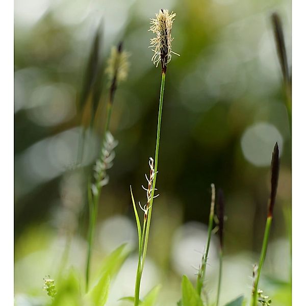 Wimper-Segge - Carex pilosa günstig online kaufen