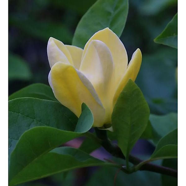 Magnolie Blue Opal 125-150cm - Magnolia acuminata günstig online kaufen