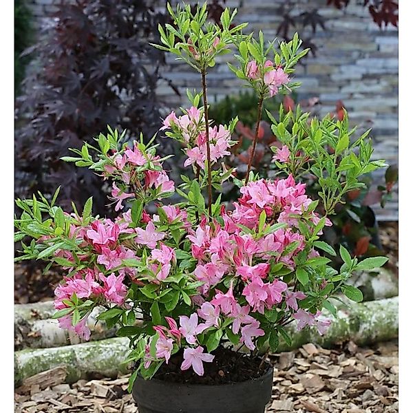 Rhododendron Rosata 40-50cm - Rhododendron viscosum günstig online kaufen