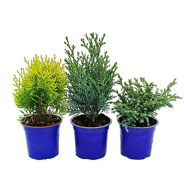 Exotenherz Gemüsepflanze Zwerg-Koniferen 3er Set Nadelgehölze für Beet & Ba günstig online kaufen