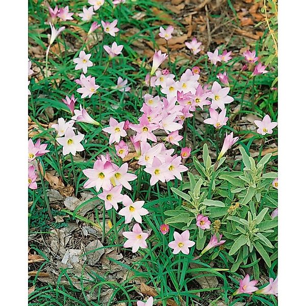 Crinum X Powellii Prachtlilie Ca. 11x11 cm Topf günstig online kaufen