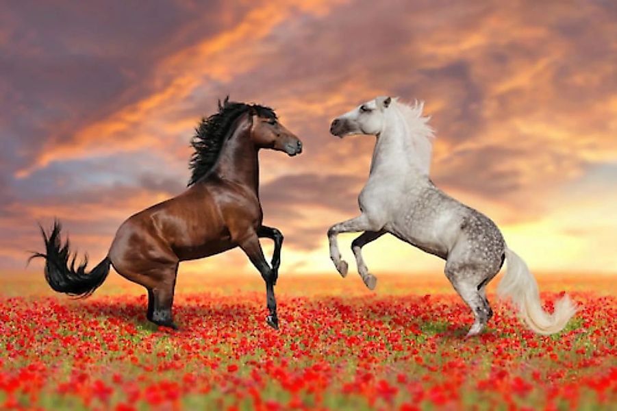 Papermoon Fototapete »Pferde in Blumenwiese« günstig online kaufen
