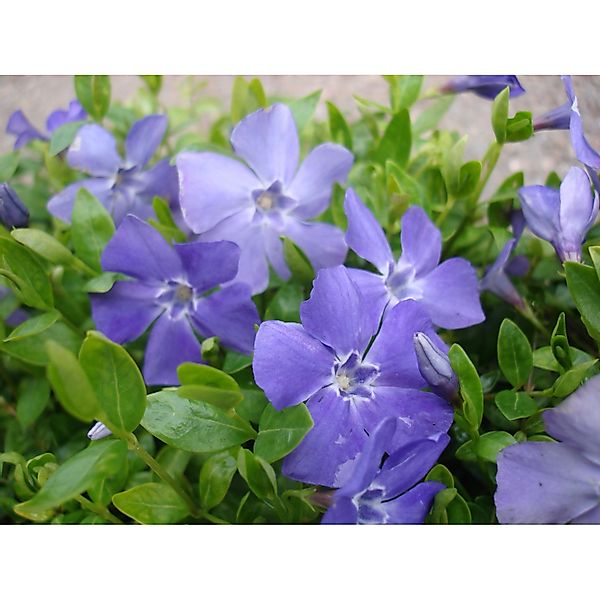 Immergrün Ralph Shugert Blauviolett Topf-Ø ca. 13 cm Vinca minor günstig online kaufen