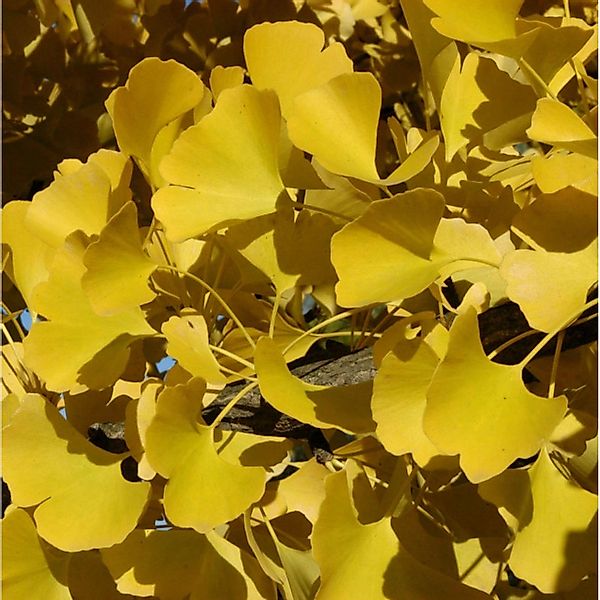 Fächerblattbaum Fastigiata 40-60cm - Ginkgo biloba günstig online kaufen