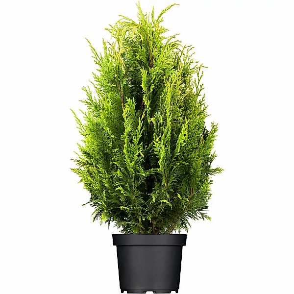 GROW by OBI Lebensbaum Smaragd Höhe ca. 20 - 30 cm Topf ca. 2 l Thuja günstig online kaufen