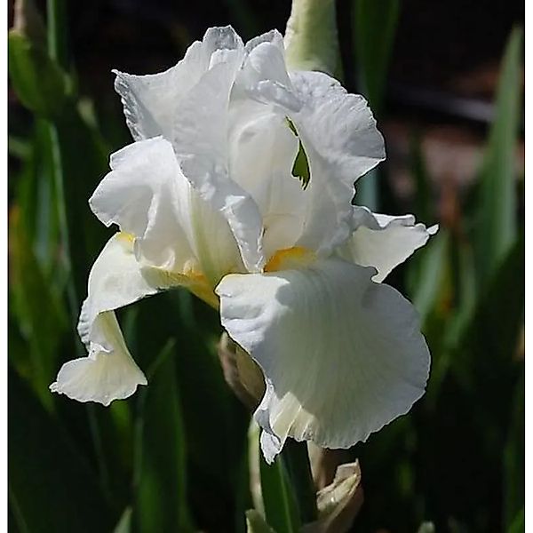 Schwertlilie Cliffs of Dover - Iris barbata günstig online kaufen