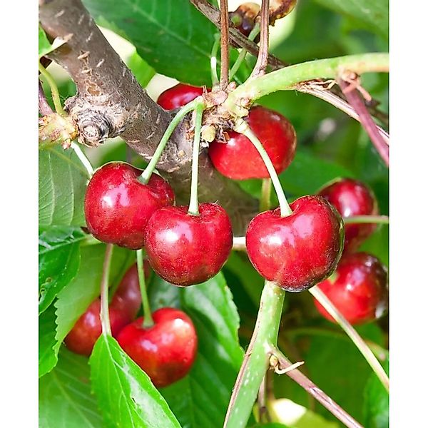 Pflanzen für Dich Obstpflanze Prunus avium Burlat, 1 St., Süßkirsche, Burla günstig online kaufen