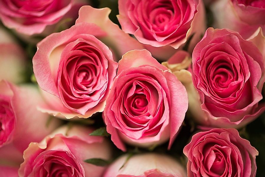 Papermoon Fototapete Rosen günstig online kaufen