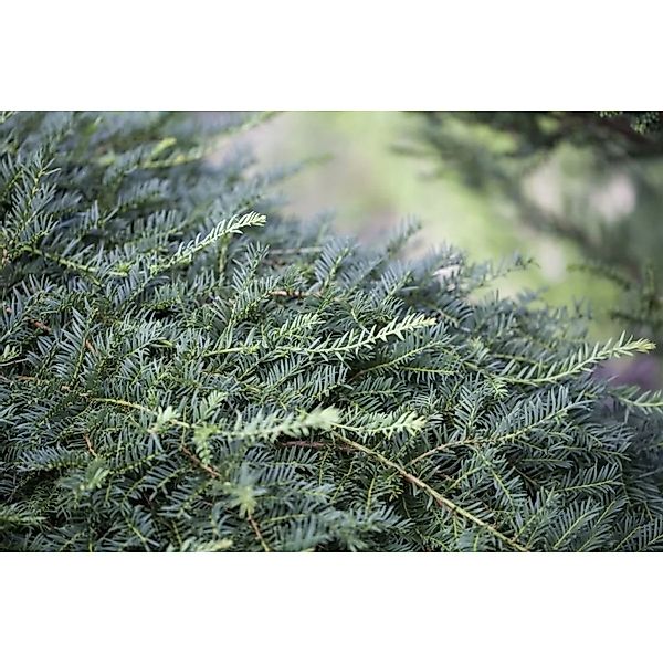 Taxus Baccata Dovastoniana Eibe 30–40 cm Immergrün günstig online kaufen