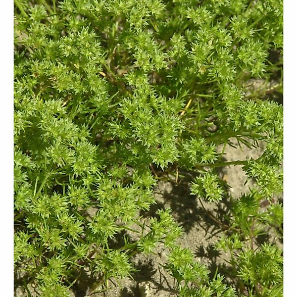 Neuseeländer Knäuel - Scleranthus uniflorus günstig online kaufen