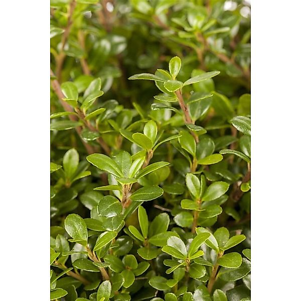 Ilex crenata 'Glorie Gem' 80 cm Stammhöhe günstig online kaufen