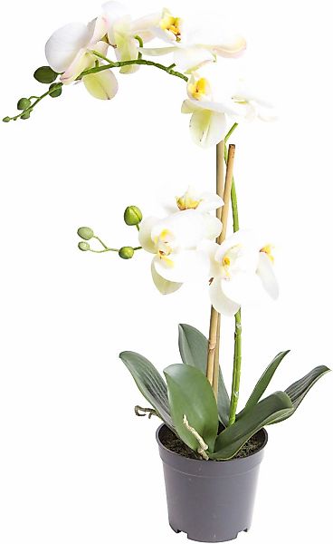 Kunstorchidee Orchidee Bora Orchidee, Botanic-Haus, Höhe 50 cm günstig online kaufen