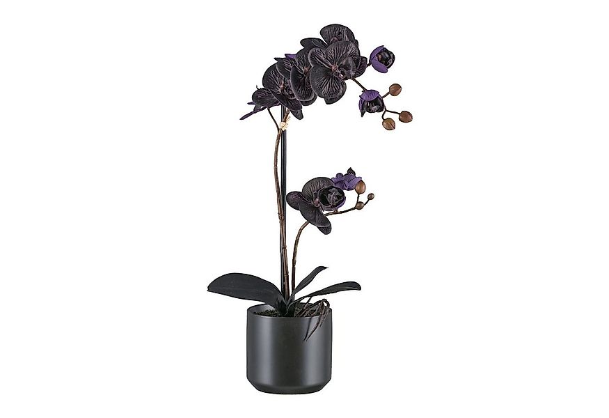 Kunstorchidee Orchidee Phalaenopsis Orchidee, Bruno Banani, Höhe 50 cm, mit günstig online kaufen