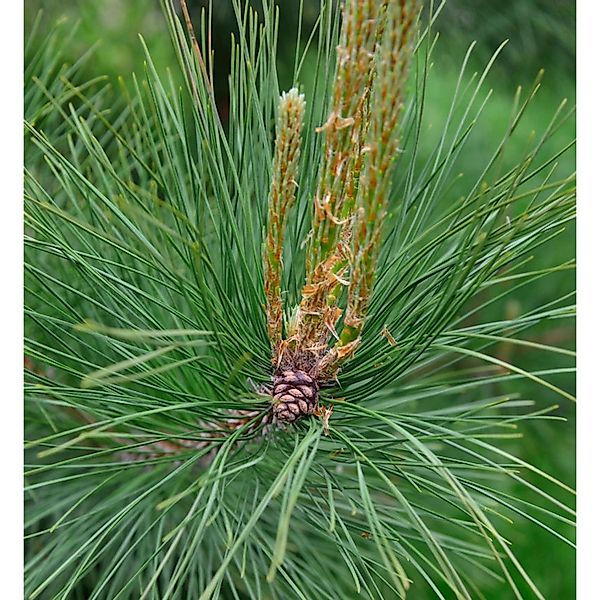 Amerikanische Rotkiefer Pillnitz 40-50cm - Pinus resinosa günstig online kaufen