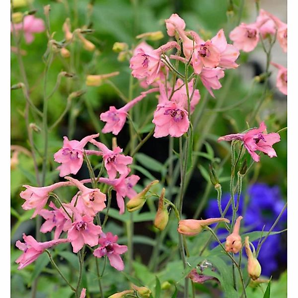 Rittersporn Pink Sensation - Delphinium ruysii günstig online kaufen