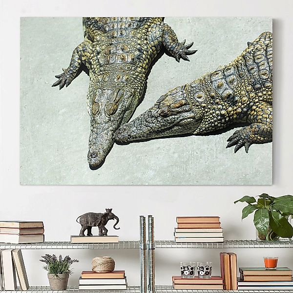 Leinwandbild Tiere - Querformat Crocodile Romance günstig online kaufen