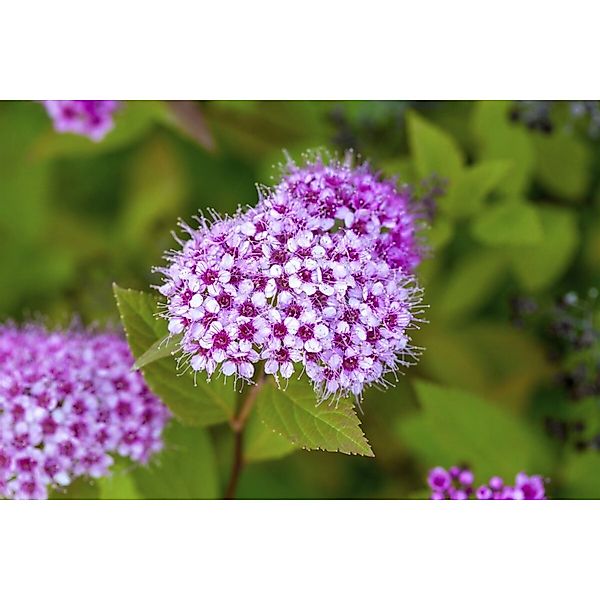 Spiraea Japonica Japanische Spiere 30-40 cm günstig online kaufen