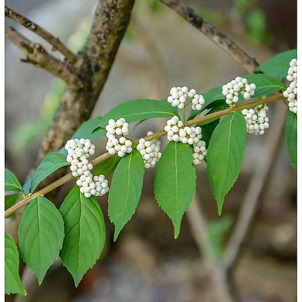 Liebesperlenstrauch Schönfrucht Magical Snowqueen 40-60cm - Callicarpa bodi günstig online kaufen