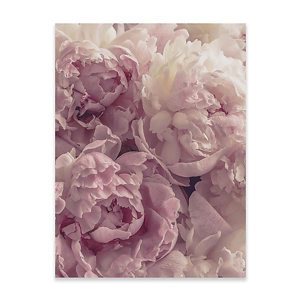 Wallarena Poster Blumen Rosen Wohnzimmer Schlafzimmer günstig online kaufen