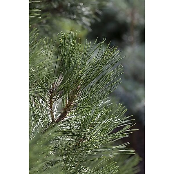 Pinus Nigra Nana Schwarzkiefer Kompakt 100–125 cm günstig online kaufen