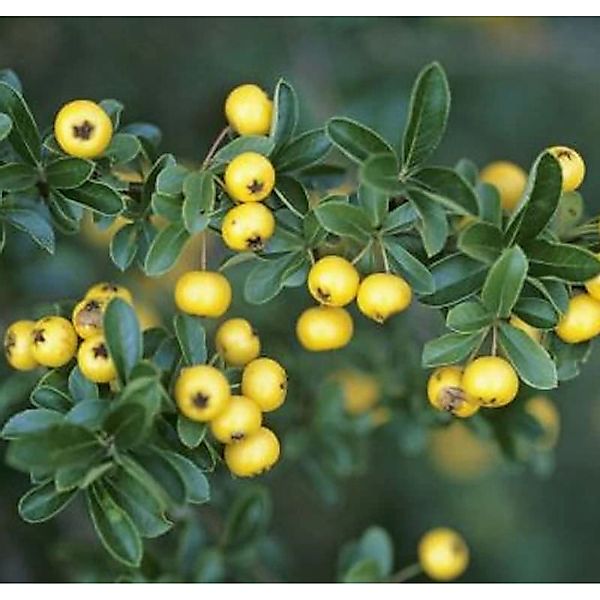 Feuerdorn Soleil d Ór 125-150cm - Pyracantha günstig online kaufen