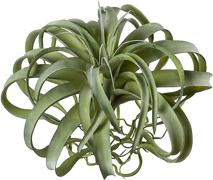 Kunstpflanze Tillandsie, Creativ green, Höhe 35 cm günstig online kaufen