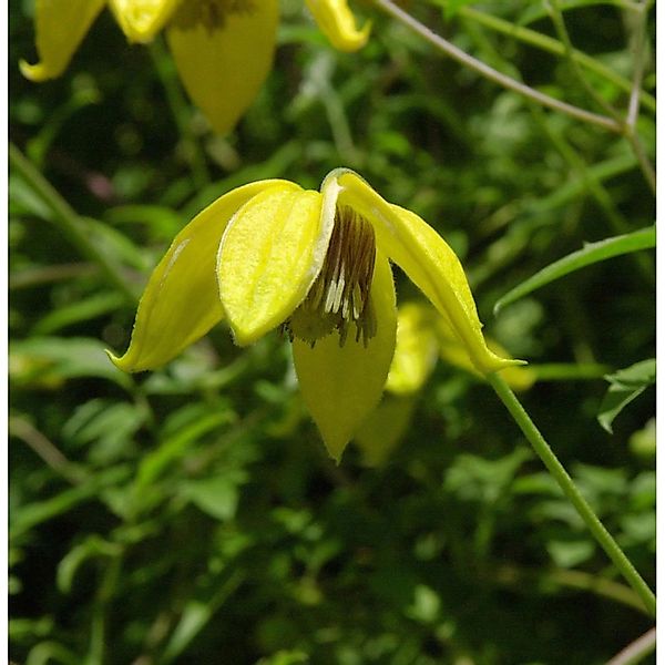 Englische Waldrebe Bill MacKenzie 60-80cm - Clematis texensis günstig online kaufen