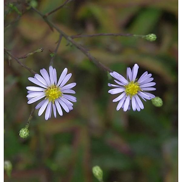 Herbstwild Aster - Aster,aevis günstig online kaufen