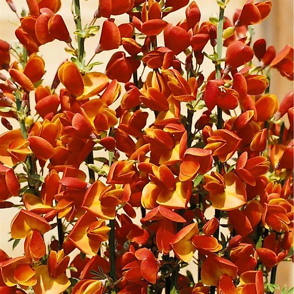 Cytisus Scoparius Besenginster 30-40 cm günstig online kaufen