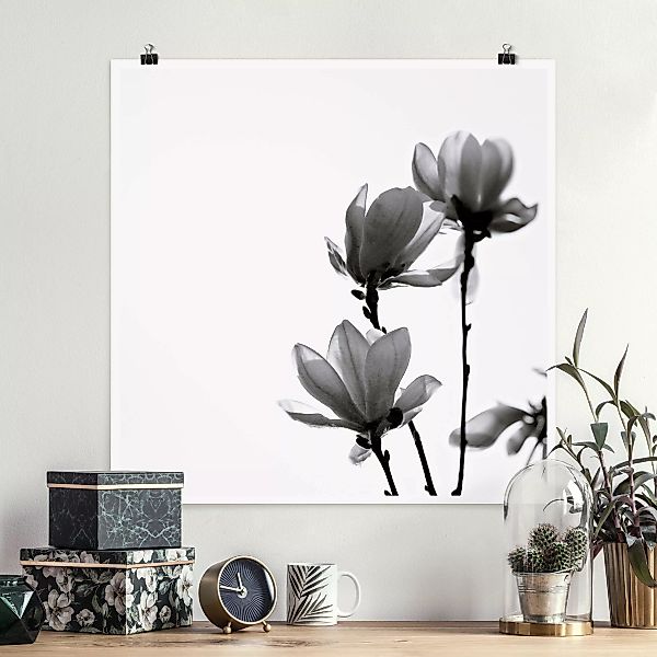 Poster Frühlingsbote Magnolie Schwarz Weiß günstig online kaufen