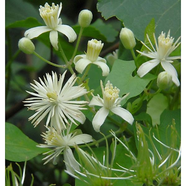 Gemeine Waldrebe Clematis 100-125cm - Clematis vitalba günstig online kaufen