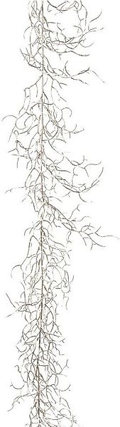 Winterliche Kunstpflanze Weihnachtsdeko, Weihnachtsgirlande Dornen, Creativ günstig online kaufen