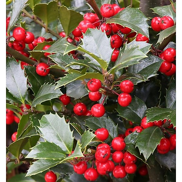 Stechpalme Ilex Heckenfee 60-80cm - Ilex meserveae günstig online kaufen